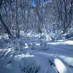 Snow covered trees in Namadgi national Park
