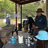 Eucalyptus oil distilling in progress